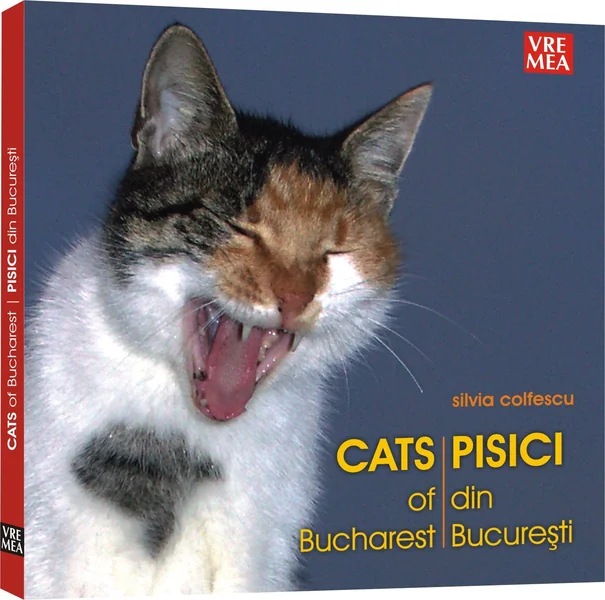 Pisici din bucuresti