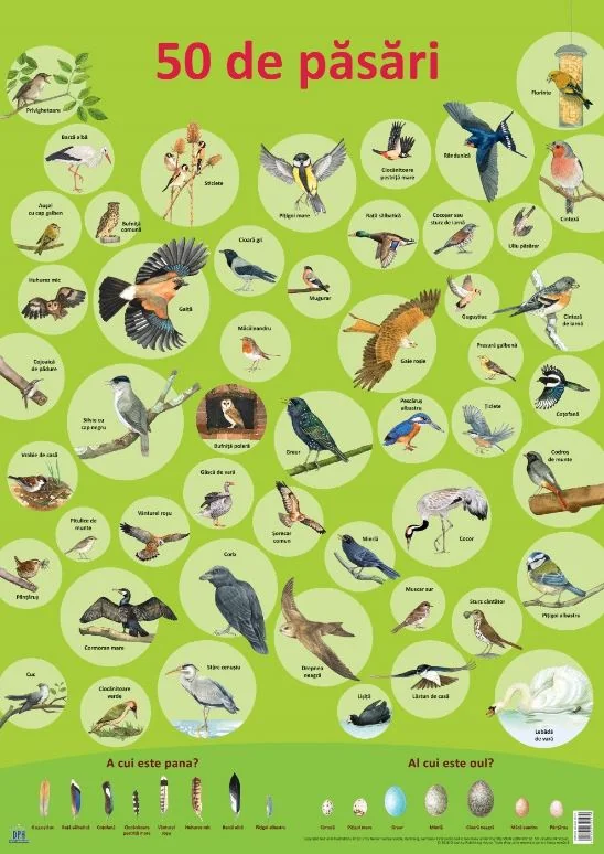 Plansa: 50 de pasari