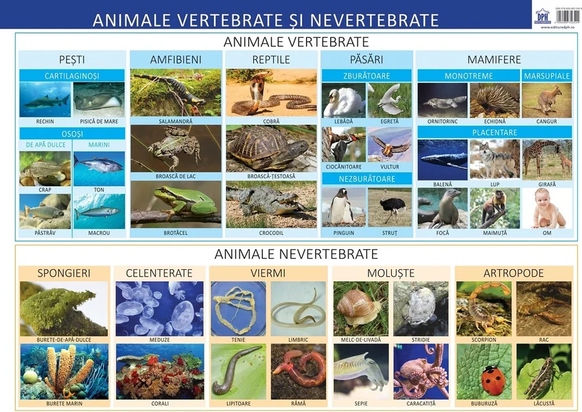 Plansa Animale vertebrate si nevertebrate